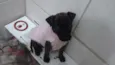 Lola
