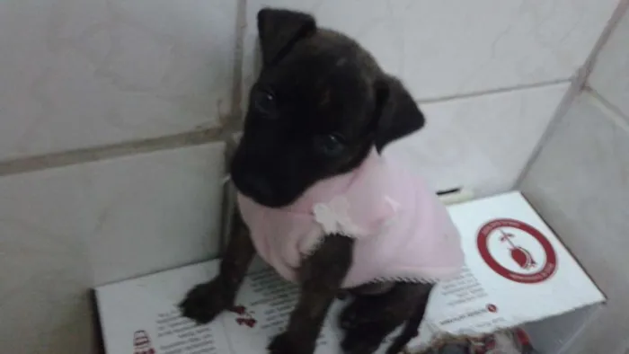 Cachorro ra a Sem raça idade 2 a 6 meses nome Lola