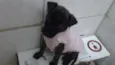Lola