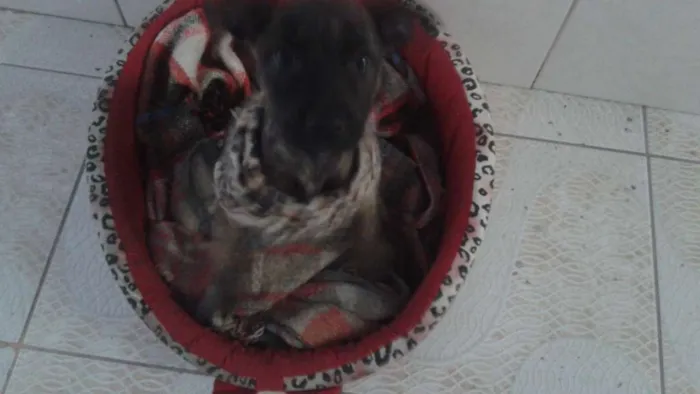 Cachorro ra a Sem raça idade 2 a 6 meses nome Lola