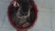 Lola
