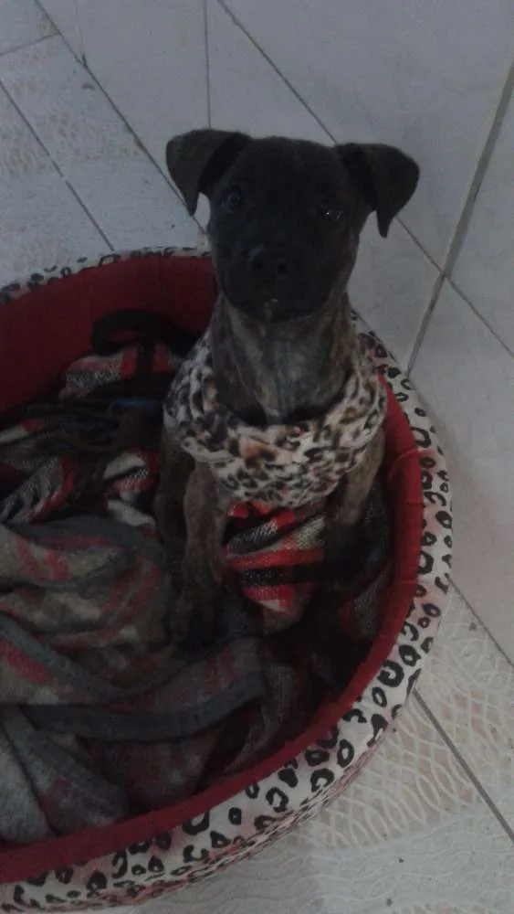 Cachorro ra a Sem raça idade 2 a 6 meses nome Lola