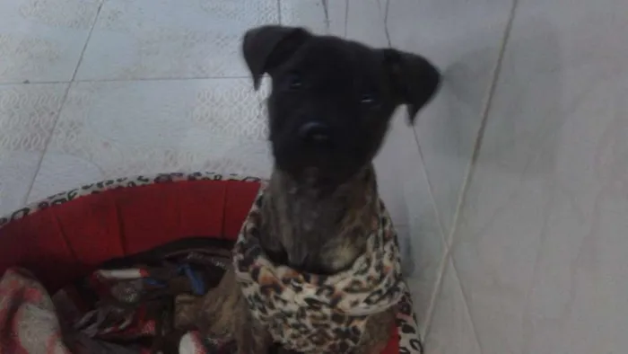 Cachorro ra a Sem raça idade 2 a 6 meses nome Lola
