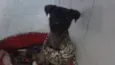 Lola