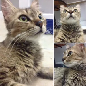 Gato raça SRD idade 2 anos nome Sem nome