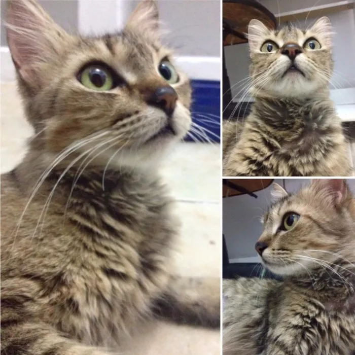 Gato ra a SRD idade 2 anos nome Sem nome