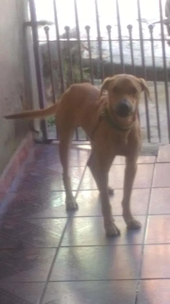 Cachorro raça Vira Lata idade 2 anos nome Lucky
