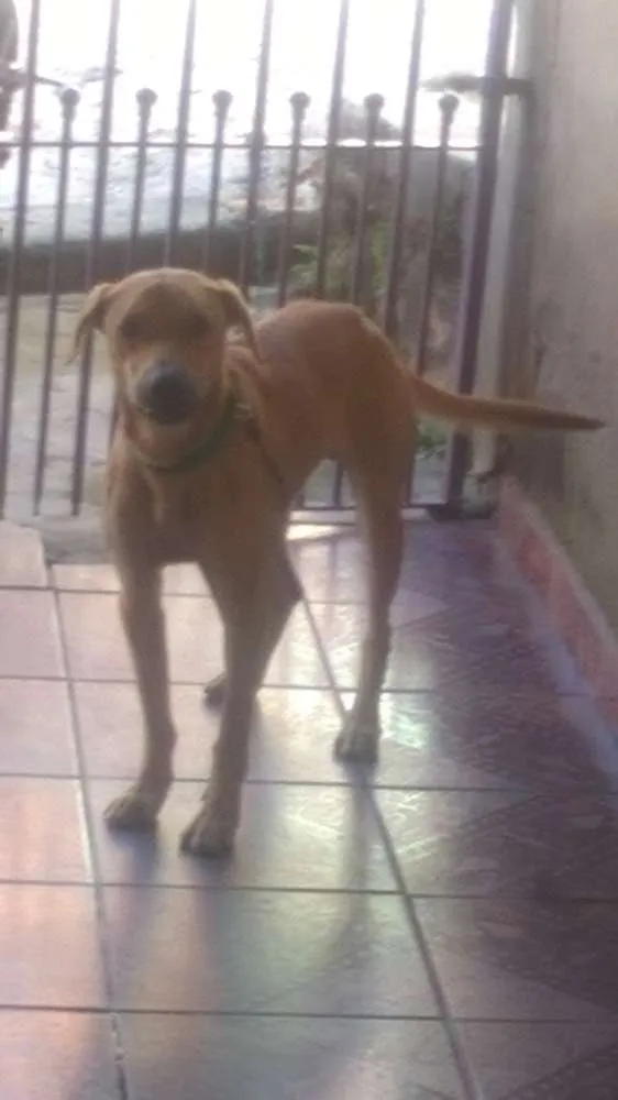 Cachorro raça Vira Lata idade 2 anos nome Lucky