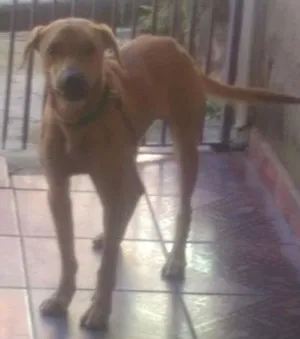 Cachorro raça Vira Lata idade 2 anos nome Lucky
