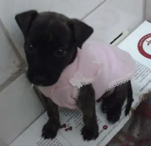 Cachorro raça Sem raça idade 2 a 6 meses nome Lola