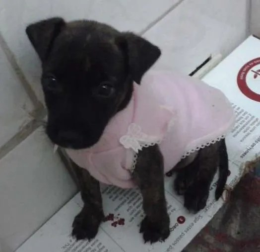 Cachorro ra a Sem raça idade 2 a 6 meses nome Lola
