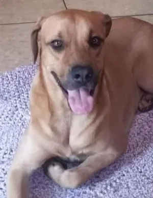 Cachorro raça Labrador com fila idade 2 anos nome SCOOBY 