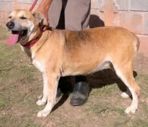 Cachorro raça SRD idade 6 ou mais anos nome Meg