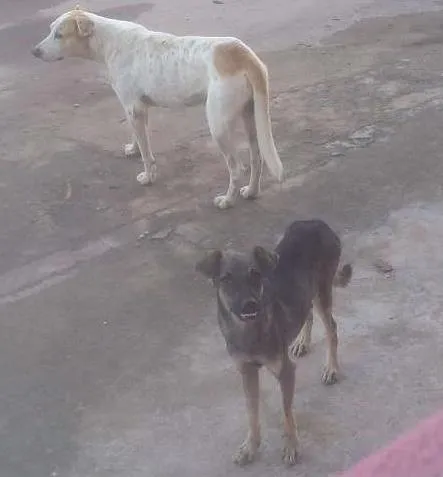 Cachorro ra a  idade 6 ou mais anos nome Eles não tem nomes 