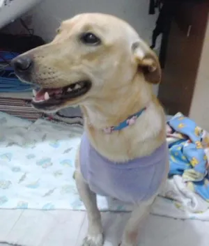 Cachorro raça SRD idade 7 a 11 meses nome Maia