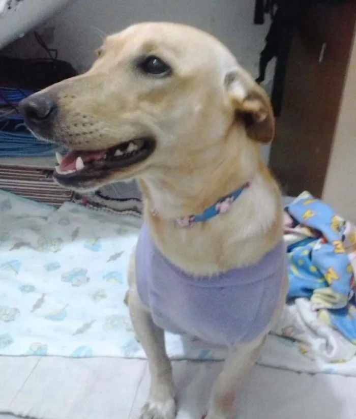 Cachorro ra a SRD idade 7 a 11 meses nome Maia