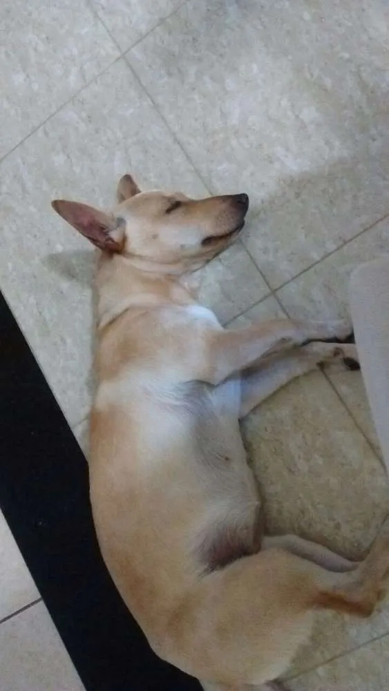 Cachorro ra a SRD idade 7 a 11 meses nome Maia
