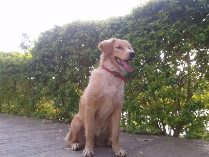 Cachorro ra a mestiça de golden idade 7 a 11 meses nome Sofia