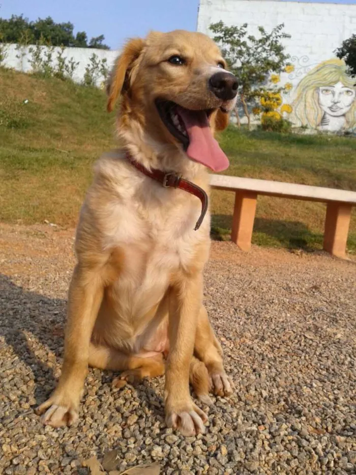 Cachorro ra a mestiça de golden idade 7 a 11 meses nome Sofia