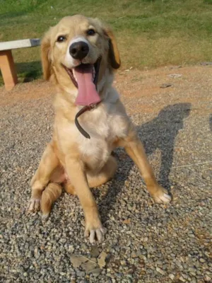 Cachorro raça mestiça de golden idade 7 a 11 meses nome Sofia