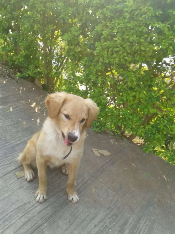 Cachorro ra a mestiça de golden idade 7 a 11 meses nome Sofia