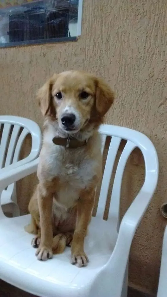 Cachorro ra a mestiça de golden idade 7 a 11 meses nome Sofia