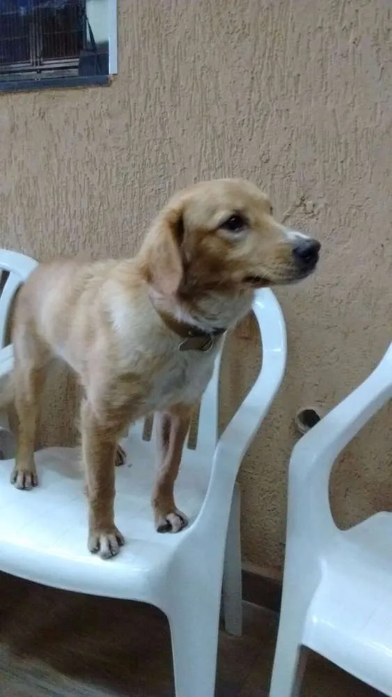 Cachorro ra a mestiça de golden idade 7 a 11 meses nome Sofia