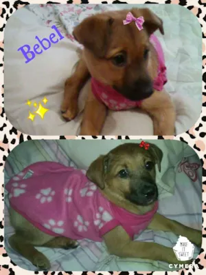 Cachorro raça srd idade Abaixo de 2 meses nome Bebel