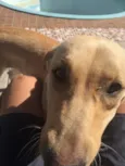 Perla 