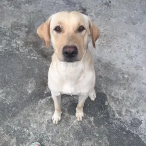Cachorro raça Labrador idade 3 anos nome Perla 
