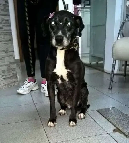 Cachorro ra a SDR idade 6 ou mais anos nome Pandora