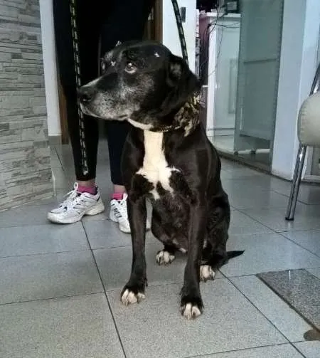 Cachorro ra a SDR idade 6 ou mais anos nome Pandora