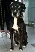Pandora
