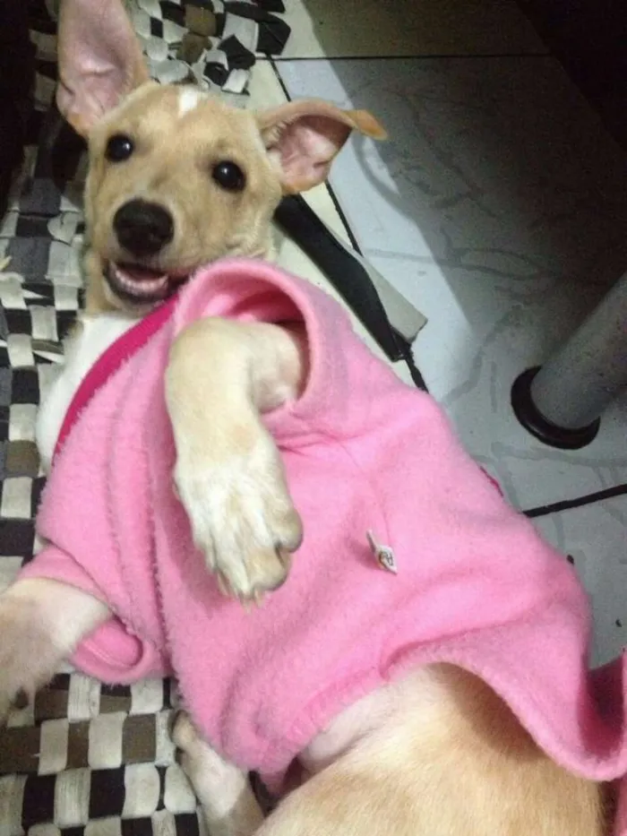 Cachorro ra a SRD idade 7 a 11 meses nome Maia