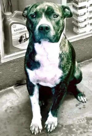 Cachorro raça Pit bull ou American Staffordshire Terrier idade 2 anos nome Francesco