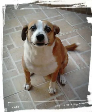 Cachorro raça ND idade 4 anos nome NINA