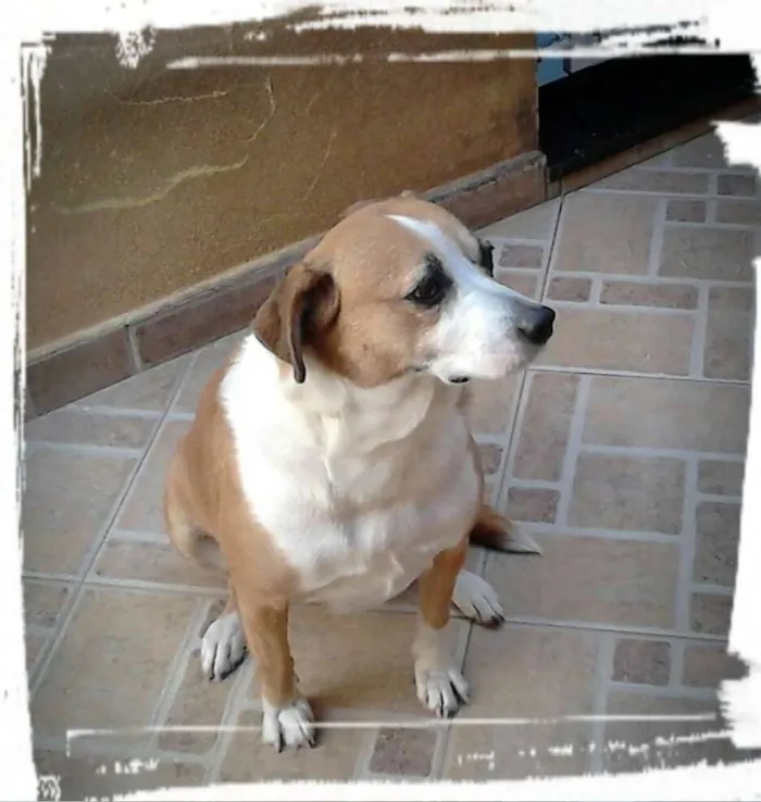 Cachorro ra a ND idade 4 anos nome NINA
