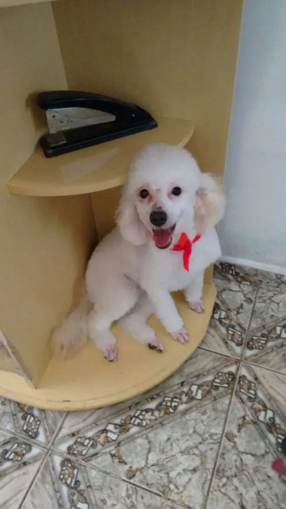 Cachorro ra a Poodle  idade 1 ano nome Mel e Bela
