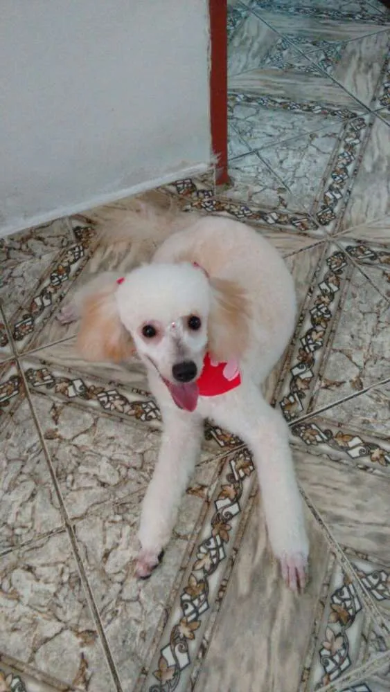 Cachorro ra a Poodle  idade 1 ano nome Mel e Bela
