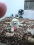 Mel e Bela