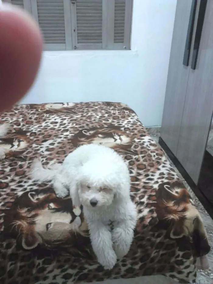 Cachorro ra a Poodle  idade 1 ano nome Mel e Bela