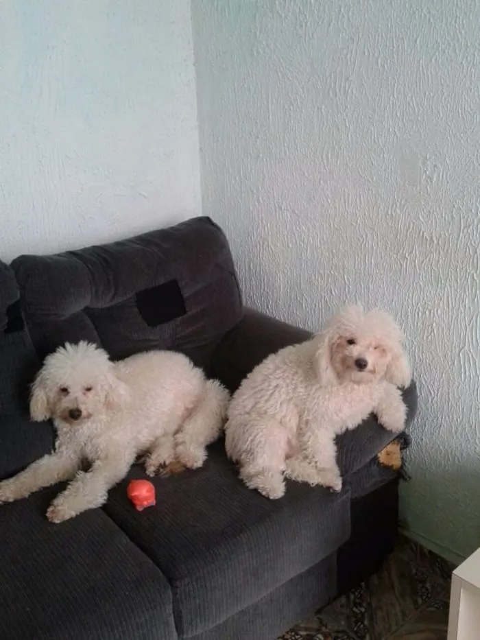 Cachorro ra a Poodle  idade 1 ano nome Mel e Bela