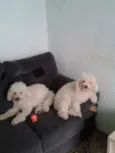 Mel e Bela