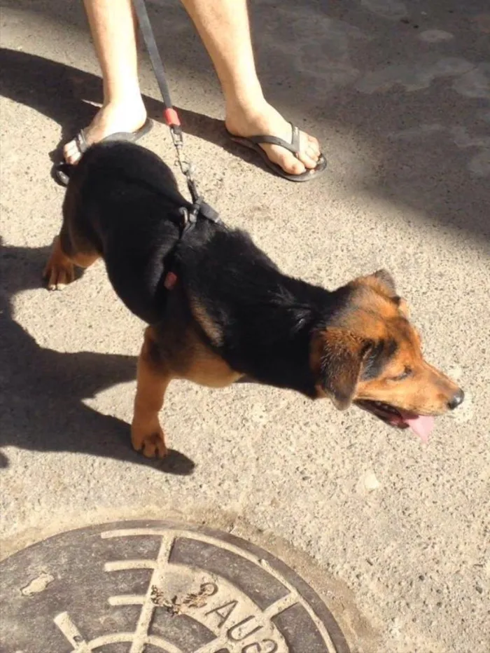 Cachorro ra a  idade 2 a 6 meses nome Mel