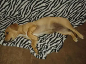 Cachorro raça Basset idade 2 a 6 meses nome Kira