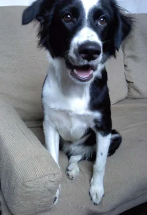 Cachorro raça Mestiça  idade 1 ano nome Brenda. 