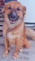 princesa, lilica e d