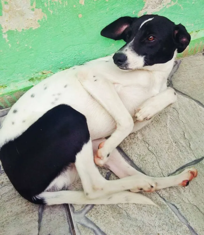 Cachorro ra a vira latas idade 5 anos nome princesa, lilica e d
