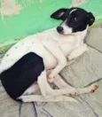 princesa, lilica e d