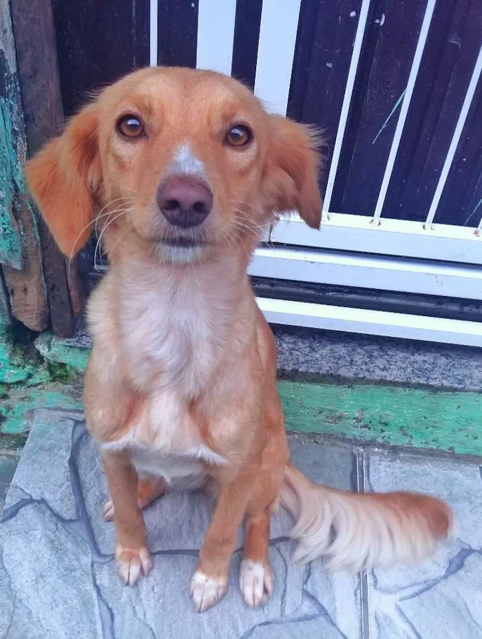 Cachorro ra a vira latas idade 5 anos nome princesa, lilica e d